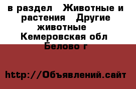  в раздел : Животные и растения » Другие животные . Кемеровская обл.,Белово г.